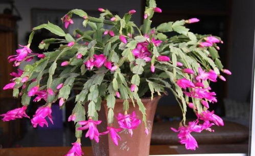 蟹爪兰的繁殖、养护与花期管理