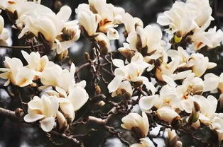 玉兰树种子的故事