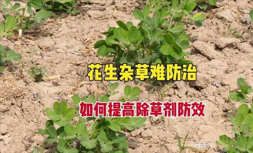 花生种植大揭秘：哪种除草剂更环保又高效？