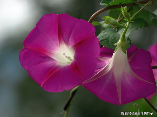 牵牛花的南北开花之谜