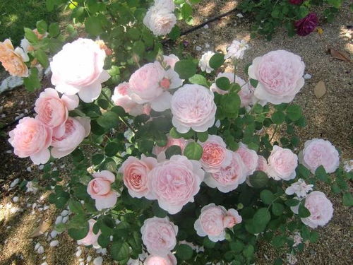 土壤大揭秘：珍珠岩、 蛭石、草炭土的奇妙组合