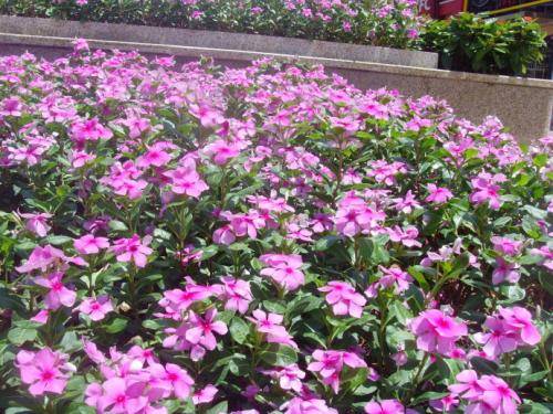 美丽与易养并存的植物， 让你的家焕发生机