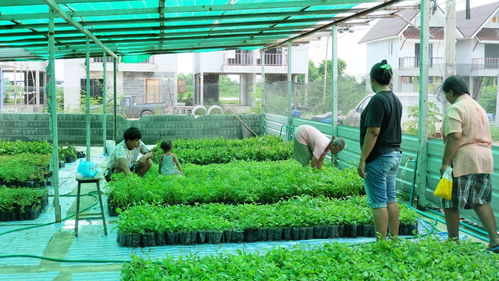 绿意盎然 展望未来