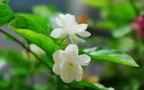 茉莉花香气浓郁，花瓣洁白