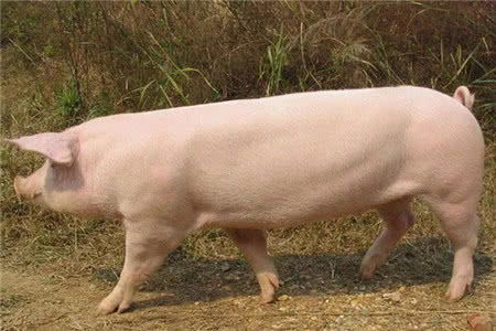 哪种猪品种适合育肥，其肉质口感最佳？