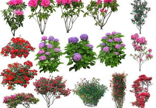 花树的世界，五彩斑斓