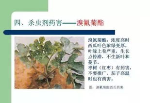 虫螨腈：豆角的守护神