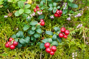 北美海棠果，你了解多少这个？