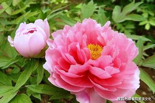 揭秘牡丹花：以控制之美诠释自然语言