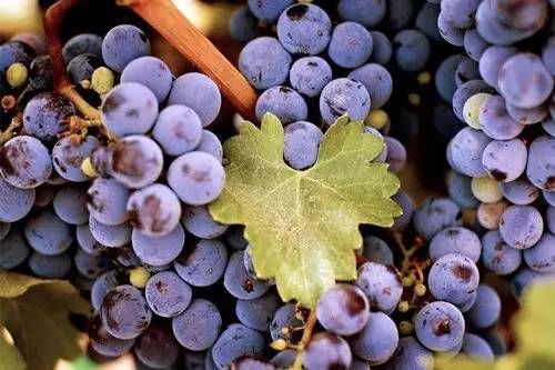 葡萄打农药的那些事儿