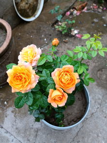 适合新手的苗种