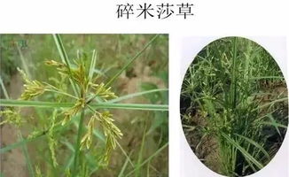 草甘膦异丙胺盐