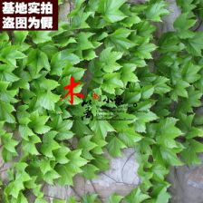 爬山虎苗，你不知道的秘密