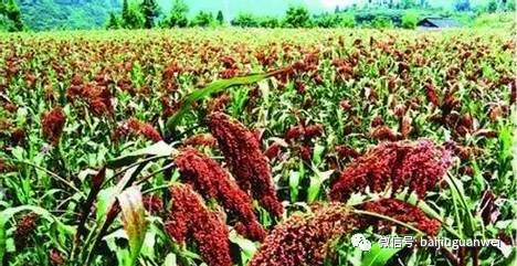 种子处理剂：助农增收的好帮手