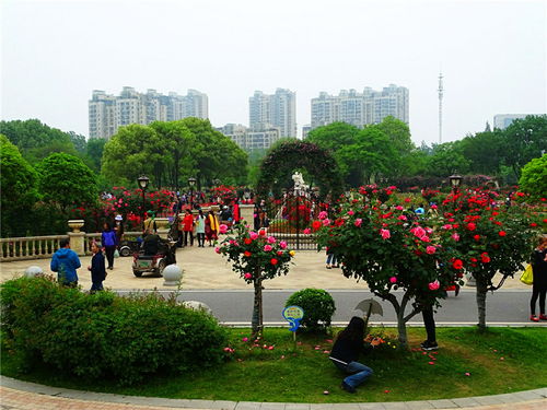 月季园：绿意盎然花团锦簇