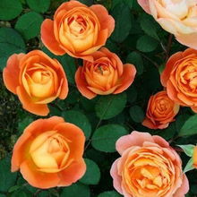 格雷厄姆托马斯：黄色的美丽