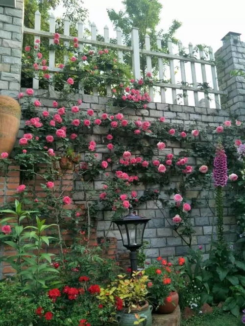 月季花开， 花园朋友的秘密花园