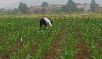 苗后除草剂下雨8小时以上不影响