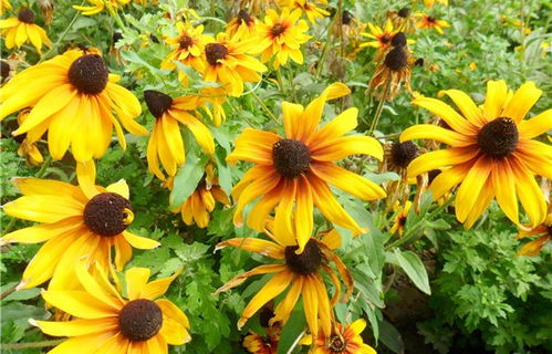 黑心菊：生命力强， 花大好堪