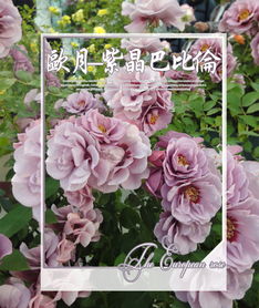 紫晶巴比伦月季, 这个名字听起来就让人陶醉