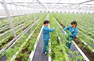二氧化碳：绿色农业新宠，气体肥料的潜力与挑战