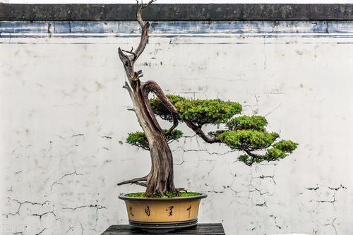 田园土快速自制营养土攻略