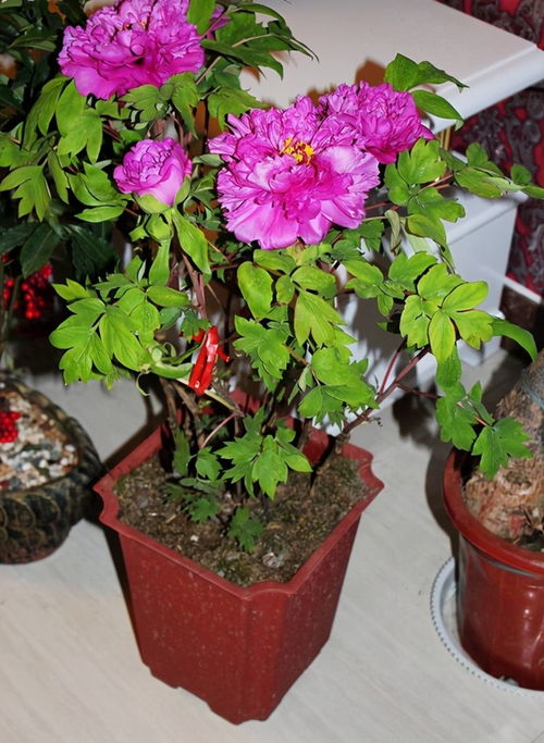 盆栽牡丹， 冬日里的富贵精灵