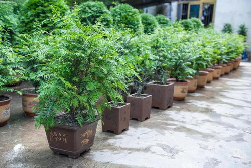 红豆杉种植前景如何？长期投资是否具有高盈利性
