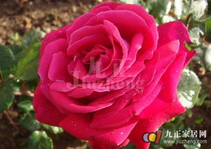 变色玫瑰的养护要点