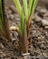 杏树嫁接， 芽芽成长记