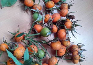 月季花种子播种时间：春季还是秋季？