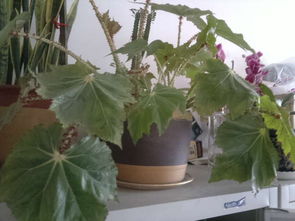 北京种花达人分享：揭秘Zui适合的攀藤植物！