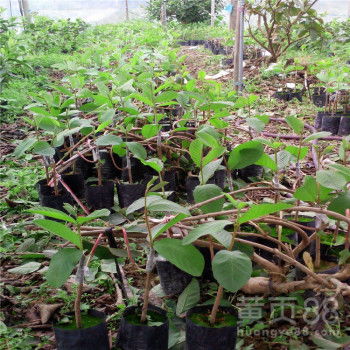 石榴的品种与上市季节