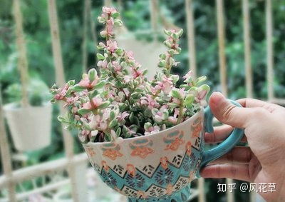 夏天给雅乐之舞换土，如何操作
