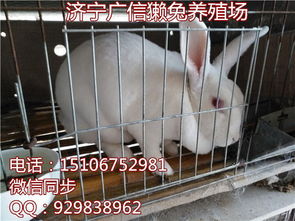 河南肉兔饲料加工企业，河南养殖什么品种的肉兔最合适？