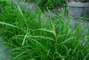 巴掌大阳台：结缕草