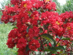 一亩地嫩种多少棵紫薇