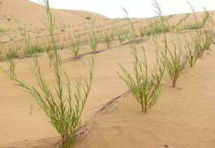 修复自然 让山沟变乐园