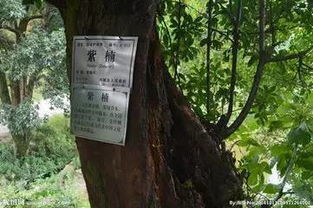 赤楠木养护技巧：快速成长秘诀大公开！