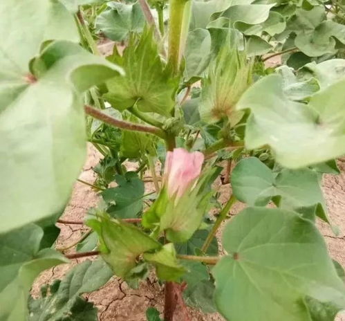 四、其他适合的蔬菜