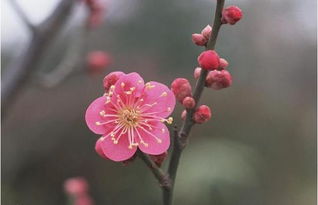 梅花秉性坚强，它耐寒吗
