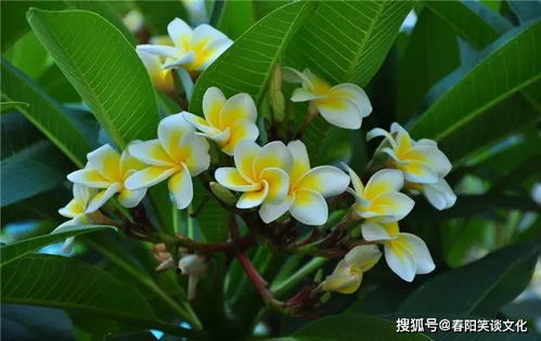 鸡蛋花有毒吗？家里养这个安全吗