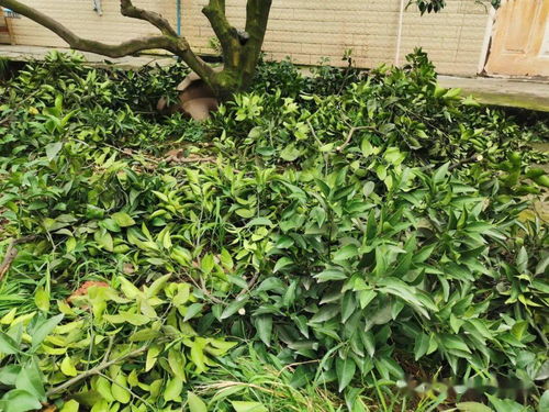 夏季修剪， 要适时适量