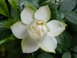 栀子花泡水养生？小心这些禁忌你中招了吗