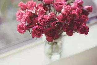 红宝石玫瑰：艳丽夺目， 价格不菲