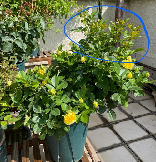 种植时间：春末至秋初
