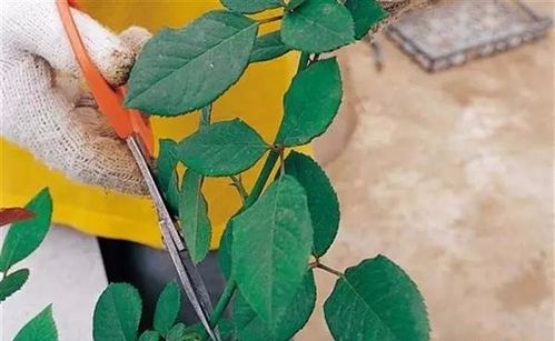 不同品种月季的特征与修剪方法