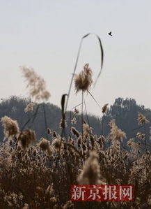芦苇在哪些地方条件适宜生长，特别是水生环境中的具体水域类型