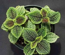 巴拿马冷水花种植指南：自来水饮用安全吗？