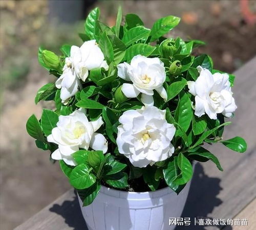 第二步：重新上盆，小心点哦！